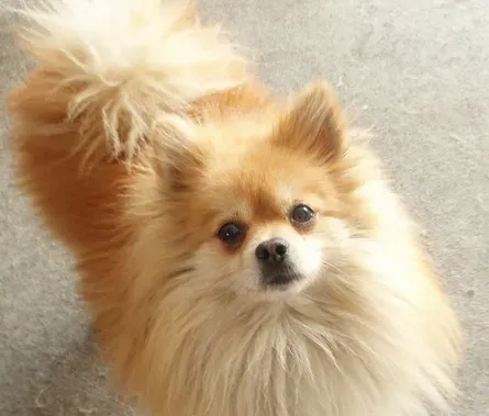 博美犬幼犬狗粮 博美幼犬吃哪种狗粮比较好 | 博美