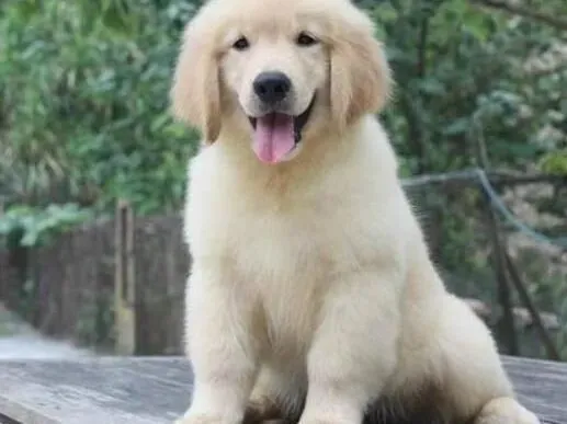 金毛|怎样让喜欢吠叫的金毛犬尽快变安静