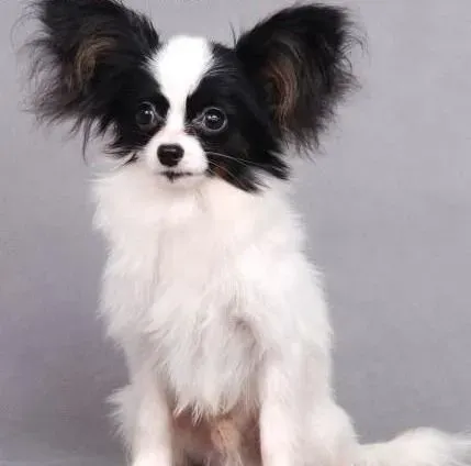 蝴蝶犬|养犬小常识  什么时候的蝴蝶犬需要补钙