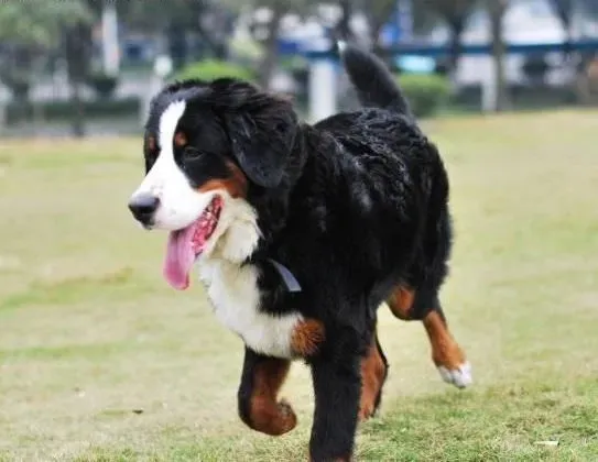 伯恩山犬|哪些原因造成了伯恩山犬的肺炎