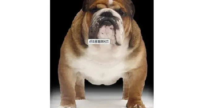 英国斗牛犬|知道吗  “左撇子”的狗狗更聪明 更适合做警犬
