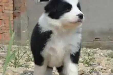 边境牧羊犬|边境牧羊犬有点感冒，发烧吃什么药好