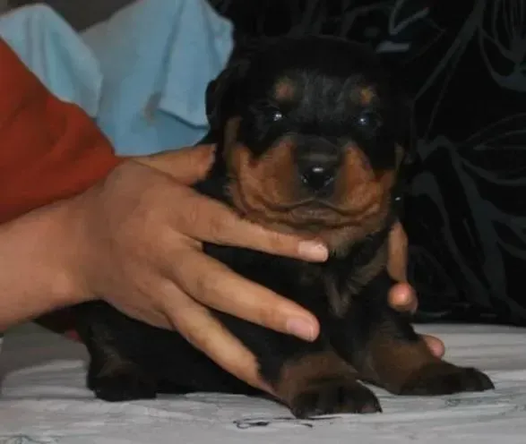 罗威纳犬|罗威纳犬吃完驱虫药后呕吐虫子怎么办