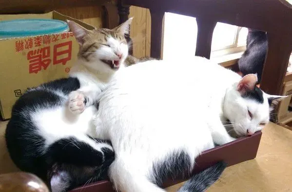 满屋子的纸箱城堡 猫主子们超爱这些宝物 | 猫
