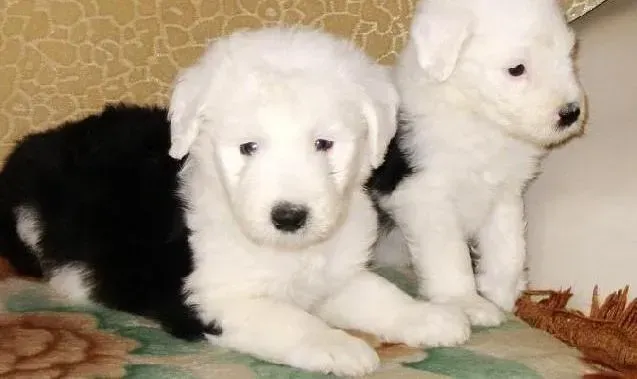古代牧羊犬|你所不知道的古代牧羊犬对营养的要求