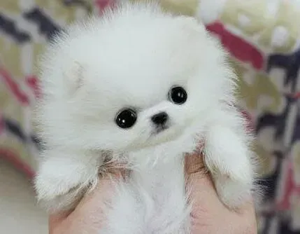 博美犬|博美犬最近懒洋洋的没有精神是怎么回事