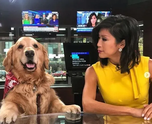 萌犬叼着热狗堡配合主人拍照 超乖巧的模样萌翻天 | 狗