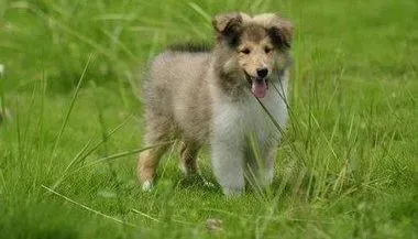苏格兰牧羊犬|苏格兰牧羊犬可以吃甜食吗 请专家指教