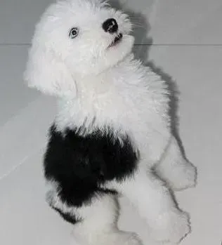 古代牧羊犬|古代牧羊犬流鼻涕，没精神好像患上感冒了