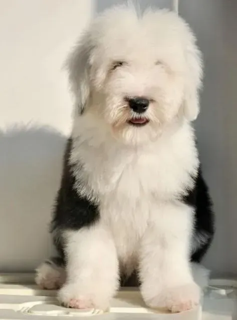 古代牧羊犬|一岁的古代牧羊犬如何训练它上厕所