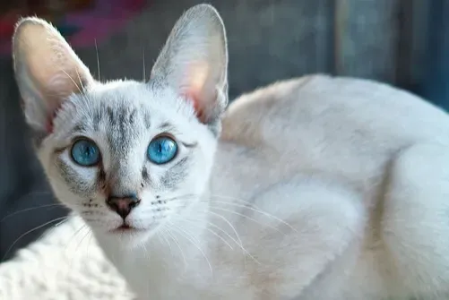母猫绝育  母猫在做绝育前的注意事项 | 猫