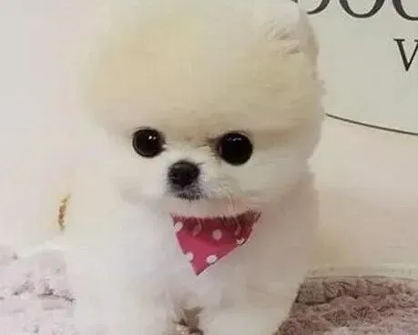 博美犬|让博美犬茁壮成长的饲养技巧
