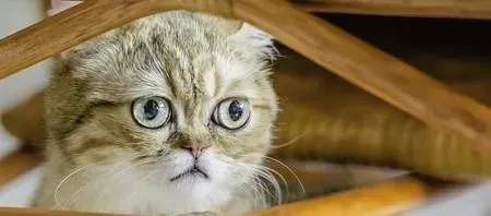 什么猫好养 最好饲养的猫咪排行榜 | 猫