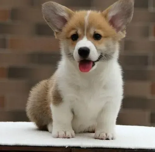 柯基犬|我家柯基犬感冒咳嗽，鼻子很干是怎么回事
