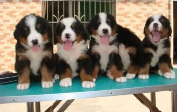 伯恩山犬|伯恩山犬正确吃骨头的方式有哪些