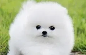 博美犬怎么修剪 博美犬梳理被毛的方法 | 博美