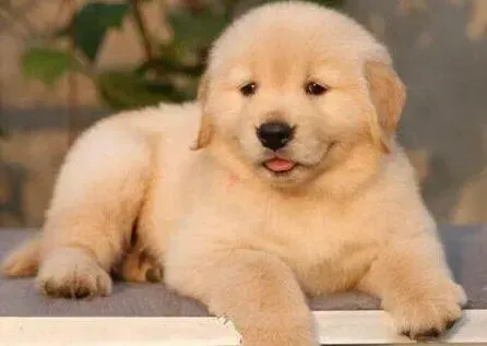 金毛|初次喂养两个月的金毛犬 没有时间照顾应该怎么办