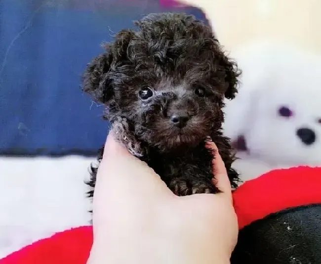贵宾犬|好身体来自营养均衡 如何让贵宾犬的营养均衡
