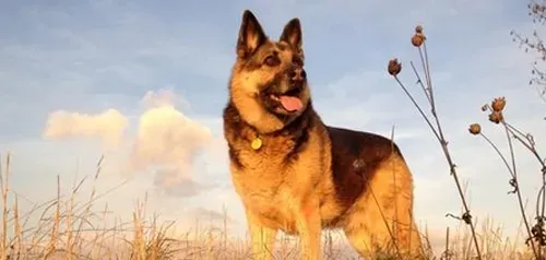 牧羊犬种类  牧羊犬的智商普遍都很高 | 牧羊犬