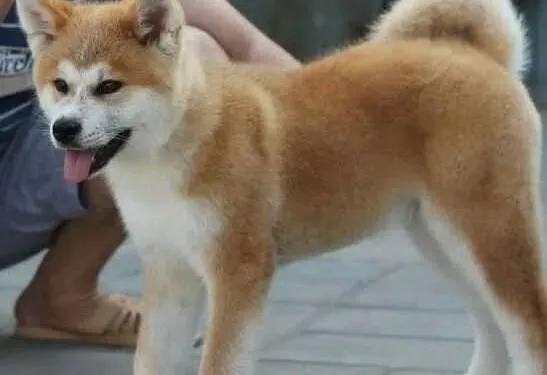 秋田犬|如何防治秋田犬出现中毒的现象
