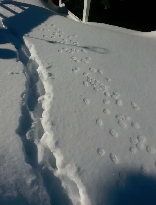 积雪阻挡不了阿喵们想出门的决心 却暴露了体重 | 猫