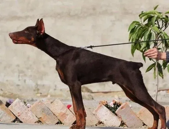 杜宾犬|杜宾犬有哪些行为上的举动