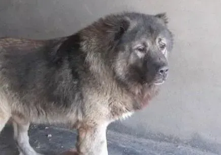 高加索犬|高加索犬生病刚好应给它准备些什么食物