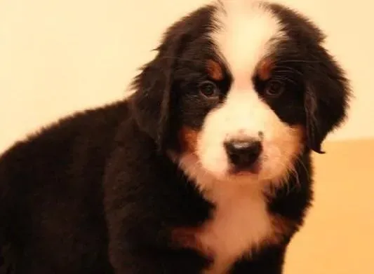 伯恩山犬|伯恩山犬咬人行为纠正指南