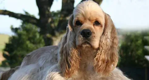 美国可卡犬怎么样 可卡犬易于服从忠实主人 | 美国可卡犬
