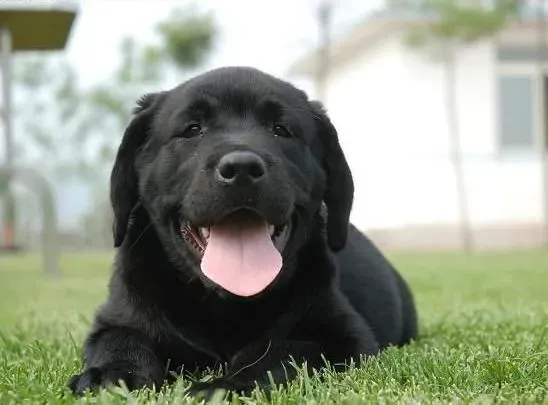 拉布拉多|拉布拉多犬好养吗，拉布拉多犬怎么养？