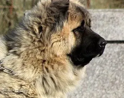 高加索犬|关爱高加索犬健康 从了解耳部开始