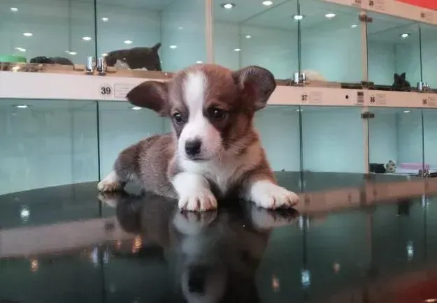 柯基犬|柯基犬皮屑过多会导致哪些皮肤疾病