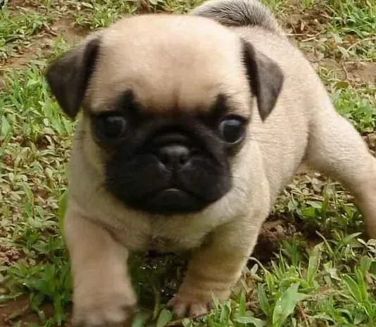巴哥犬|健康的一生的基石之巴哥犬为什么会患上皮肤病