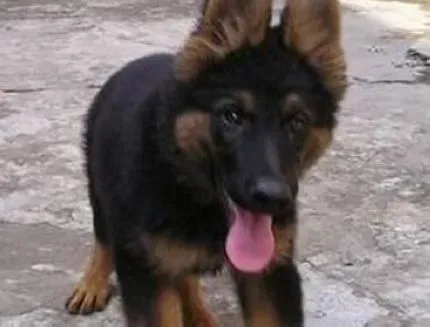 德国牧羊犬|牛奶和肉类对德国牧羊犬的健康未必有好处