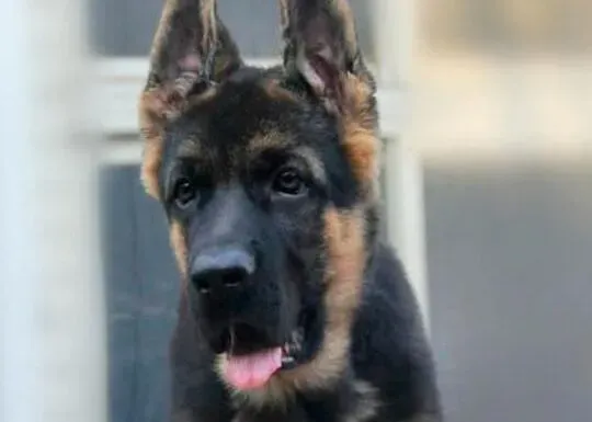 德国牧羊犬|德国牧羊犬最近不爱吃东西，总流口水怎么了