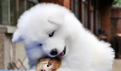 狗狗过敏症状 狗狗过敏性休克临床症状 | 狗狗
