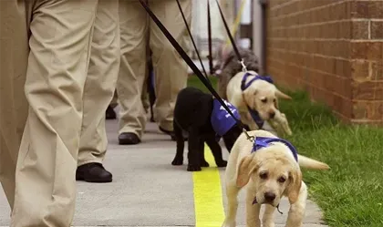 怎样训练导盲犬 需要长时间的严格训练 | 导盲犬