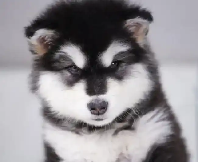 阿拉斯加犬|如何训练阿拉斯加犬？阿拉斯加犬的训练方法介绍