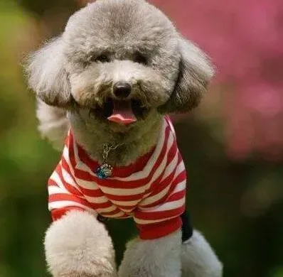 贵宾犬|年幼的贵宾犬在饲养的时候要注意哪些问题