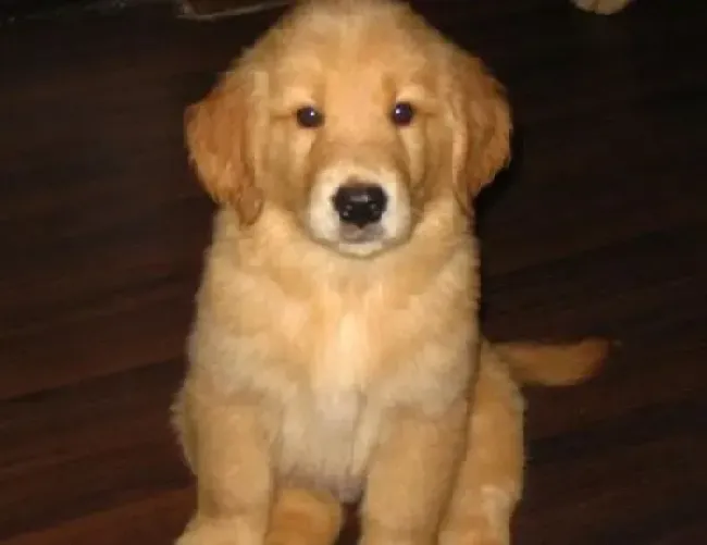 金毛|护理好方法 严寒季节如何科学照顾金毛犬