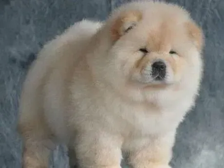松狮犬|松狮犬吃完食物就呕吐怎么回事儿