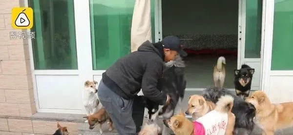 收养200多只浪浪 花光积蓄还和女友分手了 | 狗