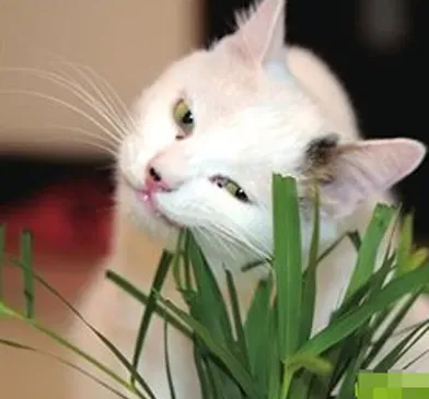 被猫抓了会怎样 用肥皂水及时清洗伤口 | 猫咪