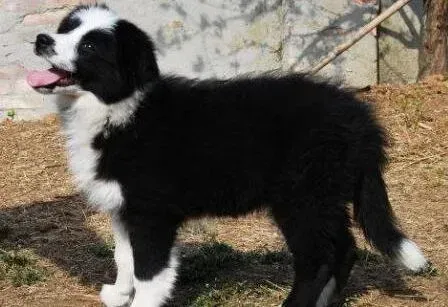 边境牧羊犬|边境牧羊犬鼻子干什么都不吃只睡觉