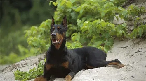 杜宾犬怕冷吗 冬天饲养杜宾犬注意问题 | 杜宾犬