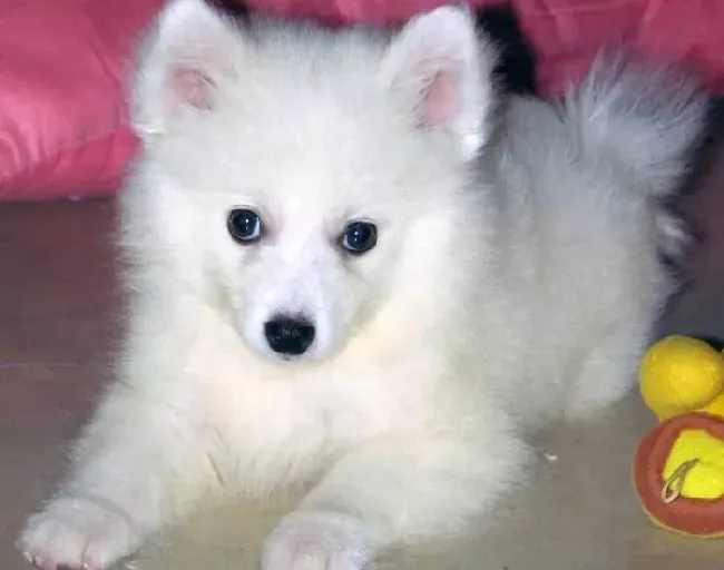 银狐犬|我家银狐犬患上蠕形螨，应如何医治