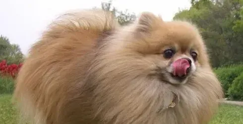 博美犬打喷嚏怎么办 建议让狗狗多喝水多休息 | 博美犬