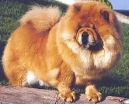 松狮犬|夏日防晒要诀 怎样给松狮犬做好防晒护理
