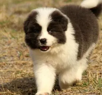 边境牧羊犬|美丽速成法 边境牧羊犬美容四步骤