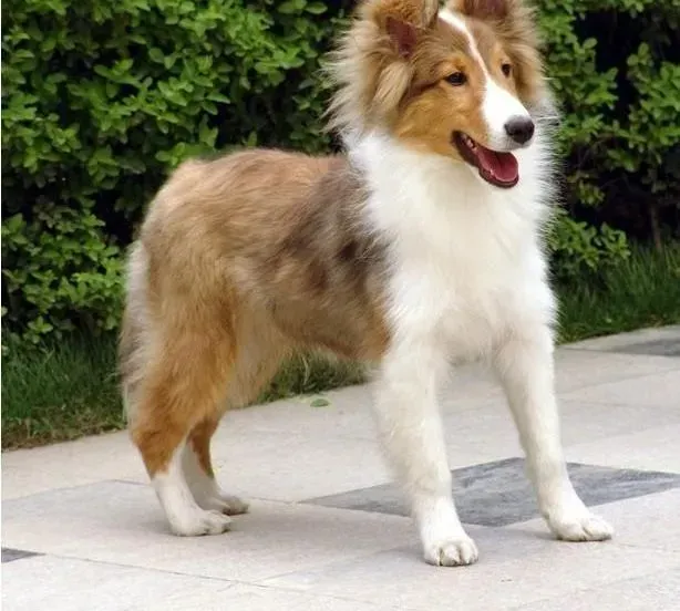 苏格兰牧羊犬|苏格兰牧羊犬患上蠕形螨，全身痒怎样治疗快